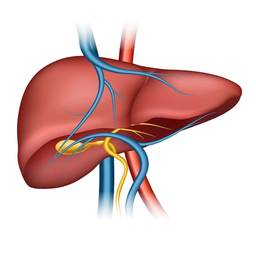 Enlarged liver or a palpable mass in the abdomen